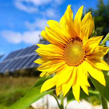 Sunflowers in Front of Solar Panels - The Renewable Foundation